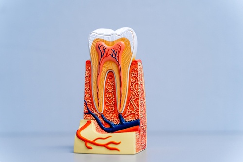 Plastic Education tooth model